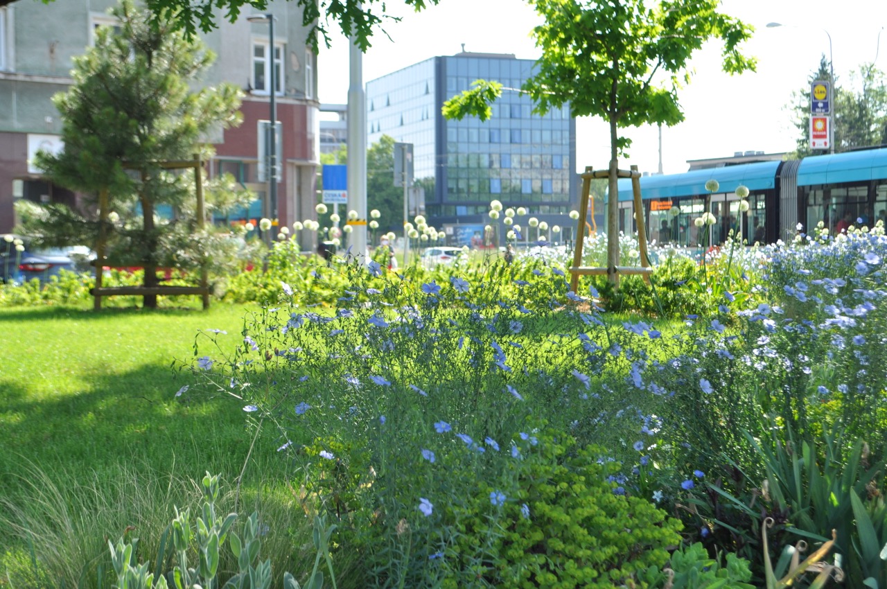 Mariánské Náměstí - Vegetační úpravy - fotografie 7