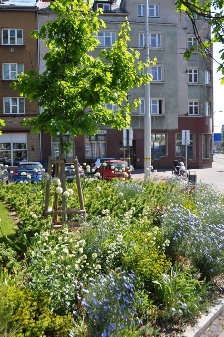 Mariánské Náměstí - Vegetační úpravy - fotografie 9